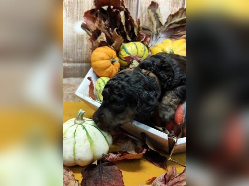 Kleinpudelwelpen braun/loh - teilw. Scheckgenträger - VDH/FCI