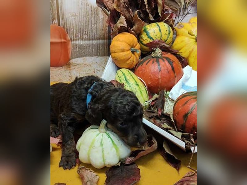 Kleinpudelwelpen braun/loh - teilw. Scheckgenträger - VDH/FCI