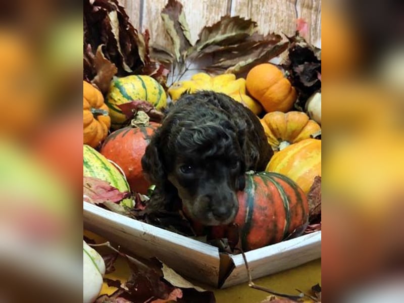 Kleinpudelwelpen braun/loh - teilw. Scheckgenträger - VDH/FCI