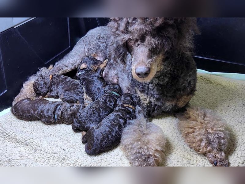 Kleinpudelwelpen braun/loh - teilw. Scheckgenträger - VDH/FCI
