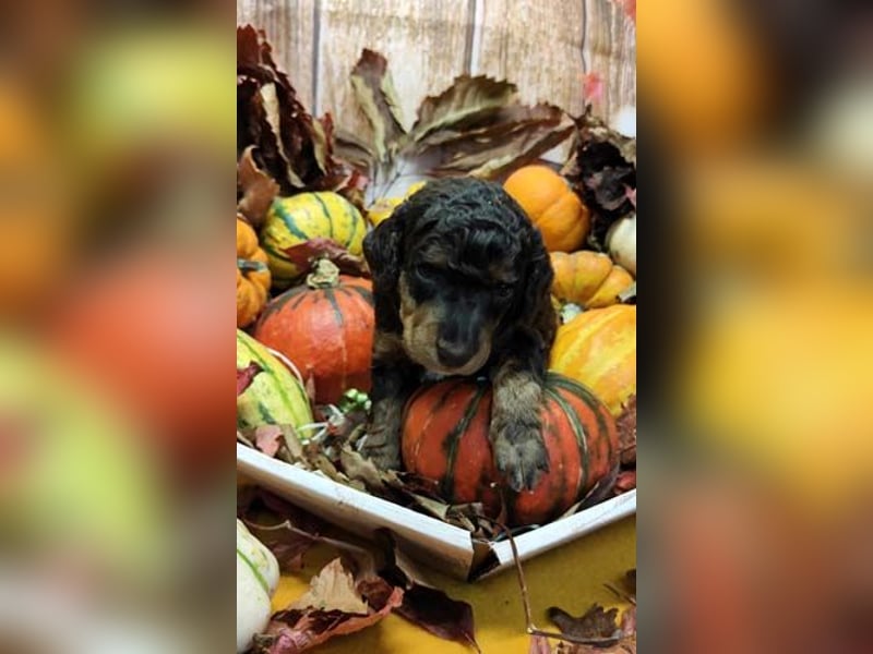 Kleinpudelwelpen braun/loh - teilw. Scheckgenträger - VDH/FCI