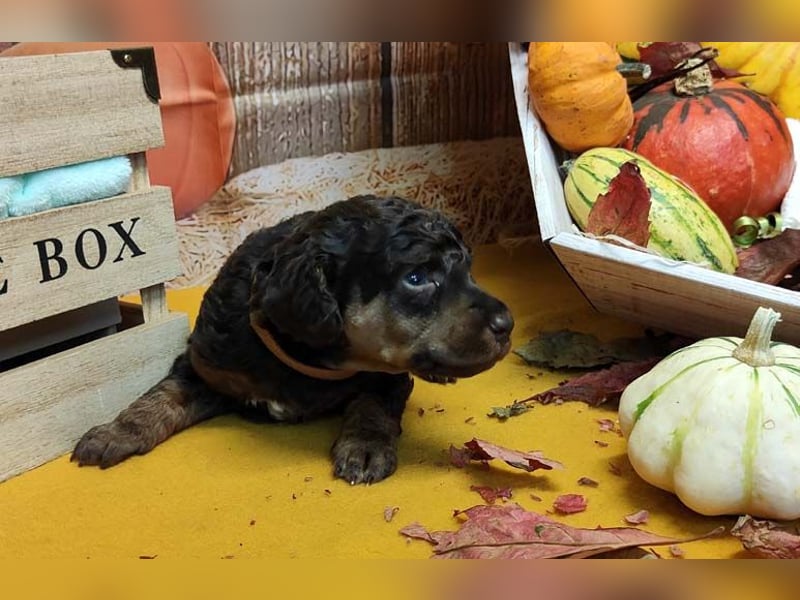 Kleinpudelwelpen braun/loh - teilw. Scheckgenträger - VDH/FCI