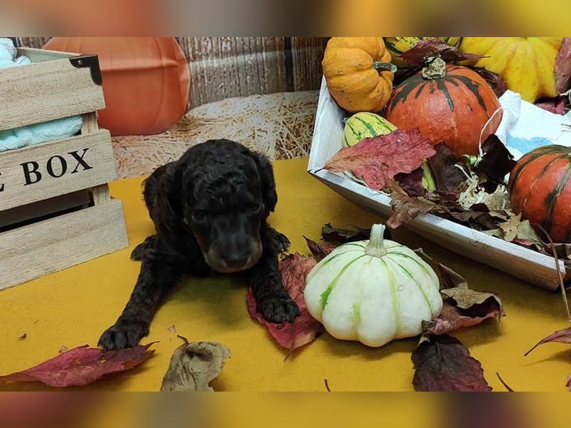 Kleinpudelwelpen braun/loh - teilw. Scheckgenträger - VDH/FCI