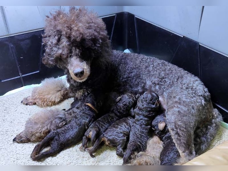 Kleinpudelwelpen braun/loh - teilw. Scheckgenträger - VDH/FCI