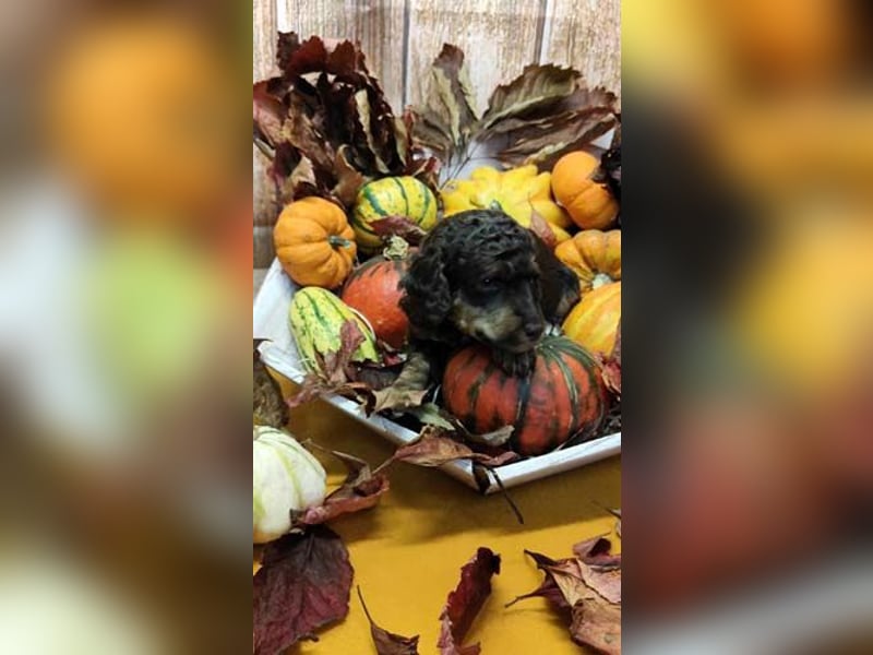 Kleinpudelwelpen braun/loh - teilw. Scheckgenträger - VDH/FCI