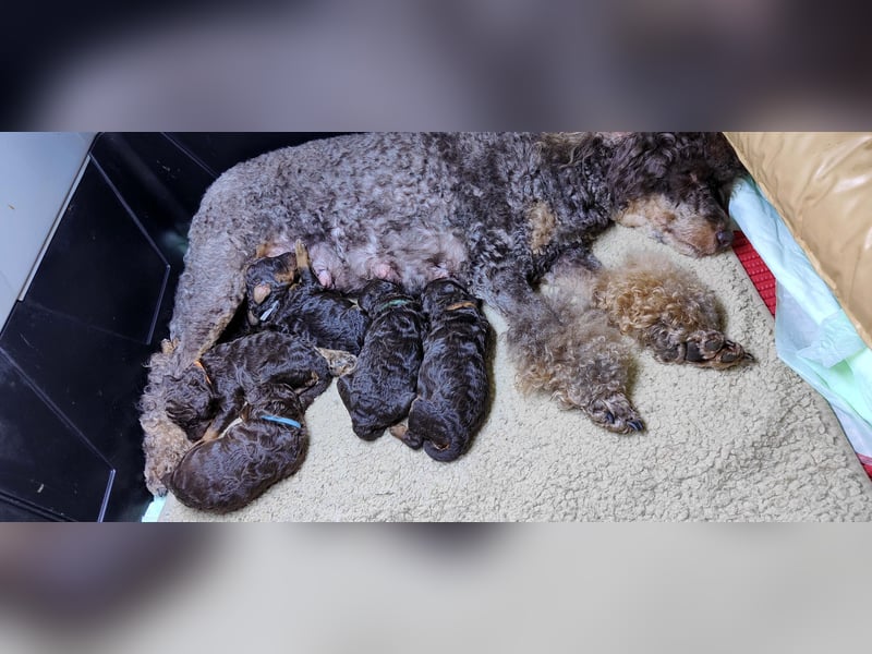 Kleinpudelwelpen braun/loh - teilw. Scheckgenträger - VDH/FCI