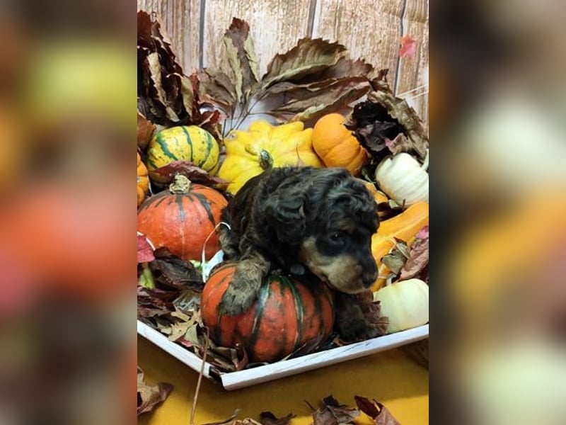 Kleinpudelwelpen braun/loh - teilw. Scheckgenträger - VDH/FCI