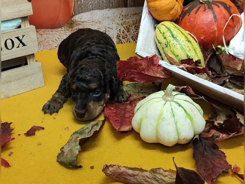 Kleinpudelwelpen braun/loh - teilw. Scheckgenträger - VDH/FCI