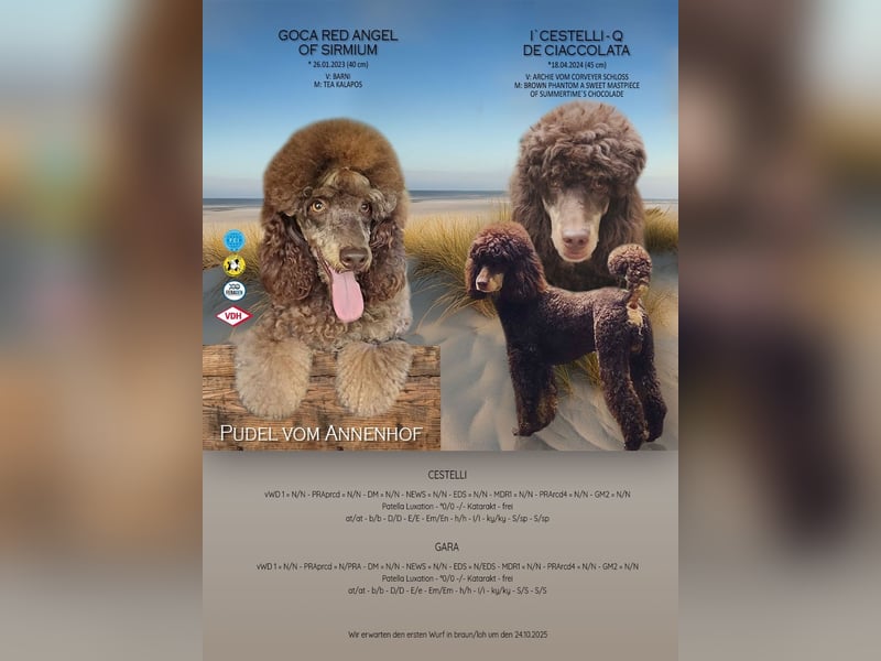 Kleinpudelwelpen braun/loh - teilw. Scheckgenträger - VDH/FCI