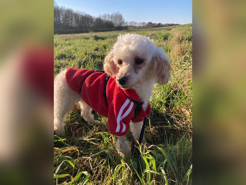 Level, zauberhafte Pudeldame geb. 2020