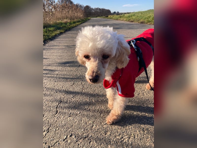 Level, zauberhafte Pudeldame geb. 2020