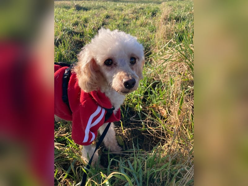 Level, zauberhafte Pudeldame geb. 2020