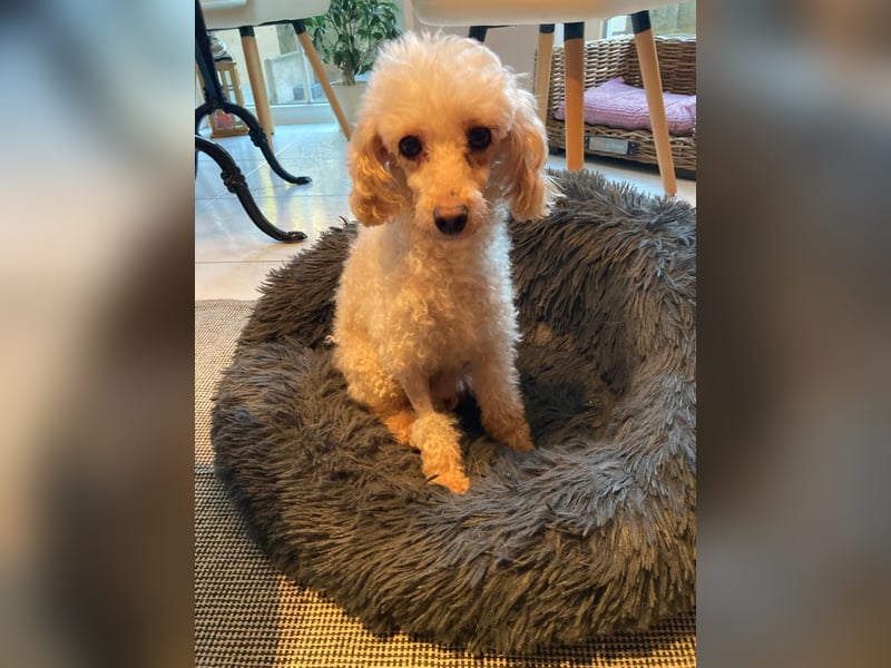 Level, zauberhafte Pudeldame geb. 2020