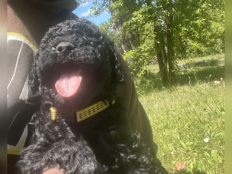 Kleinpudel Welpen aus Vereinszucht mit Ahnentafel