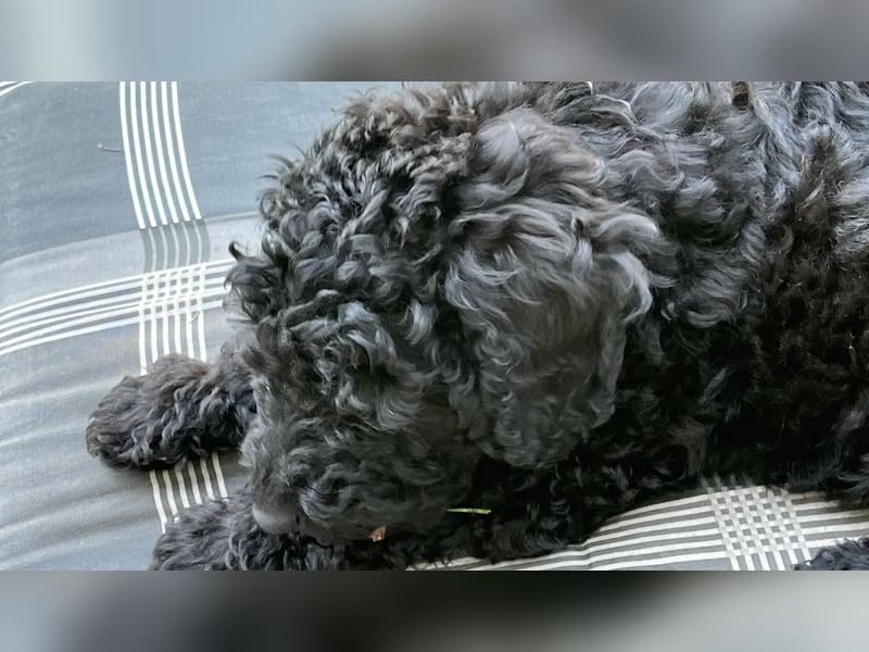 Kleinpudel “ Grey“ sucht seine Familie