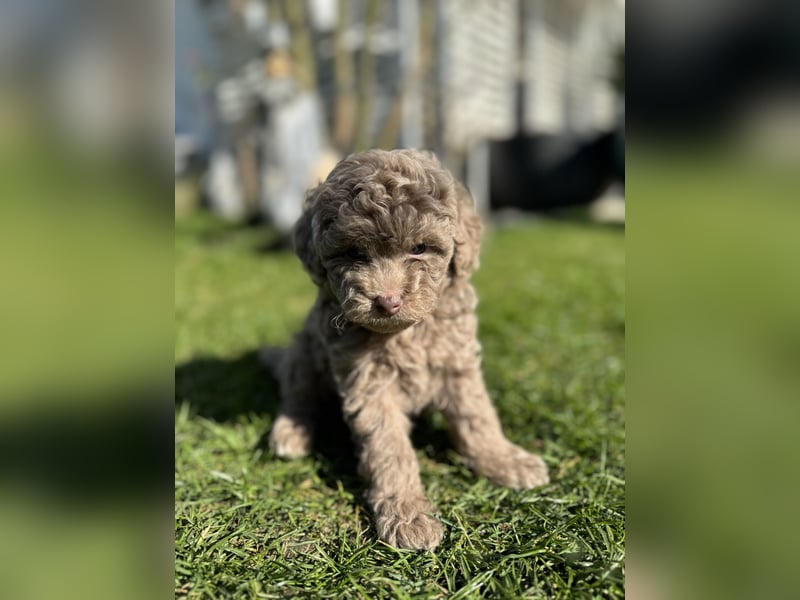 Rüde Pudel Welpen - Male Poodle Puppy