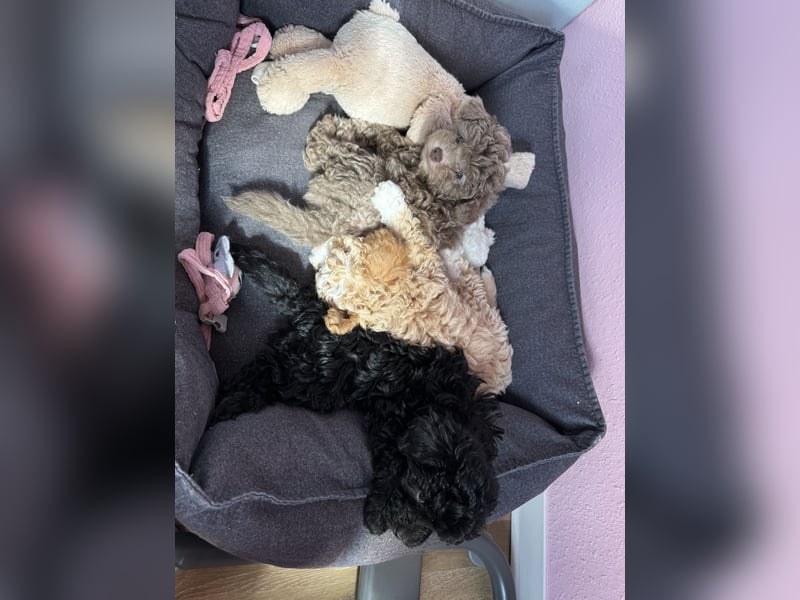 Rüde Pudel Welpen - Male Poodle Puppy