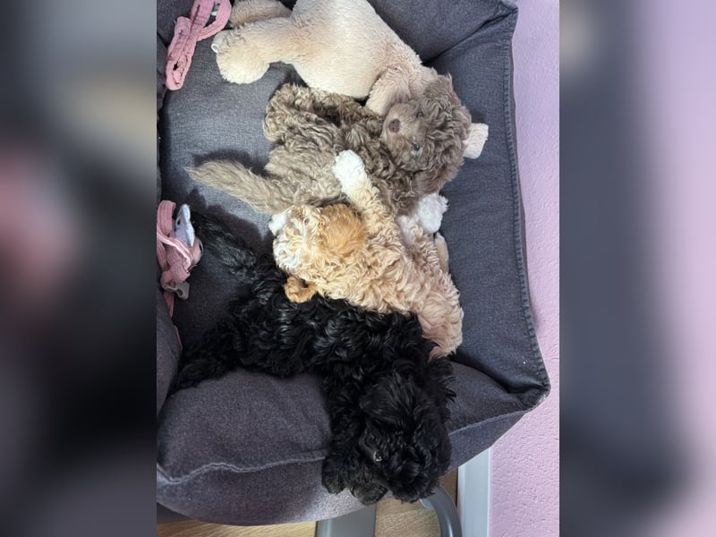 Rüde Pudel Welpen - Male Poodle Puppy