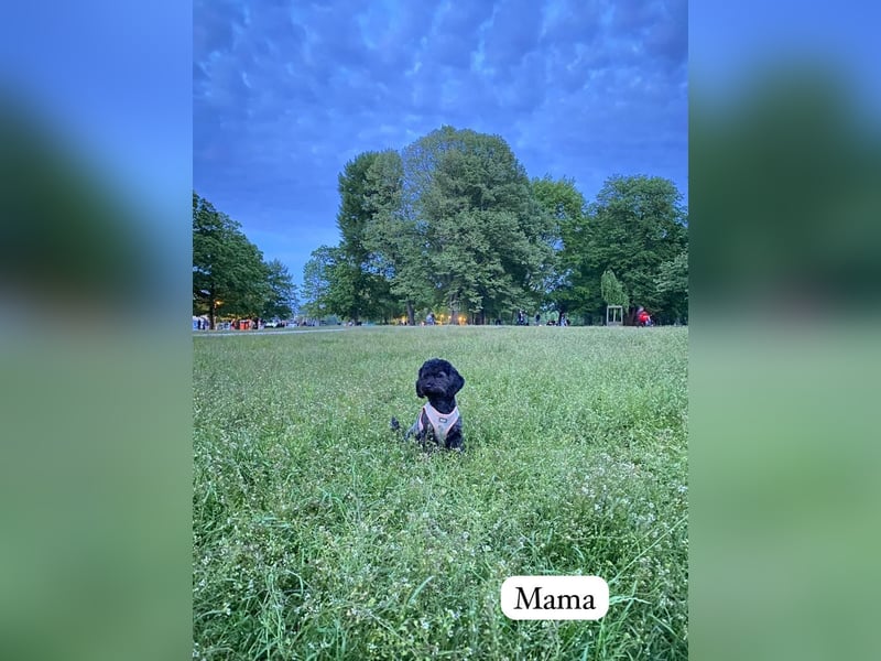 Rüde Pudel Welpen - Male Poodle Puppy