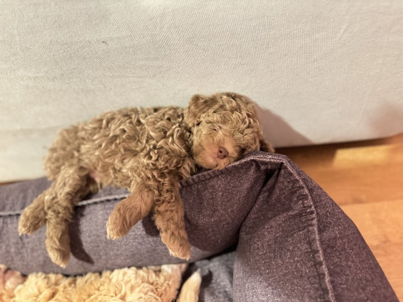 Rüde Pudel Welpen - Male Poodle Puppy