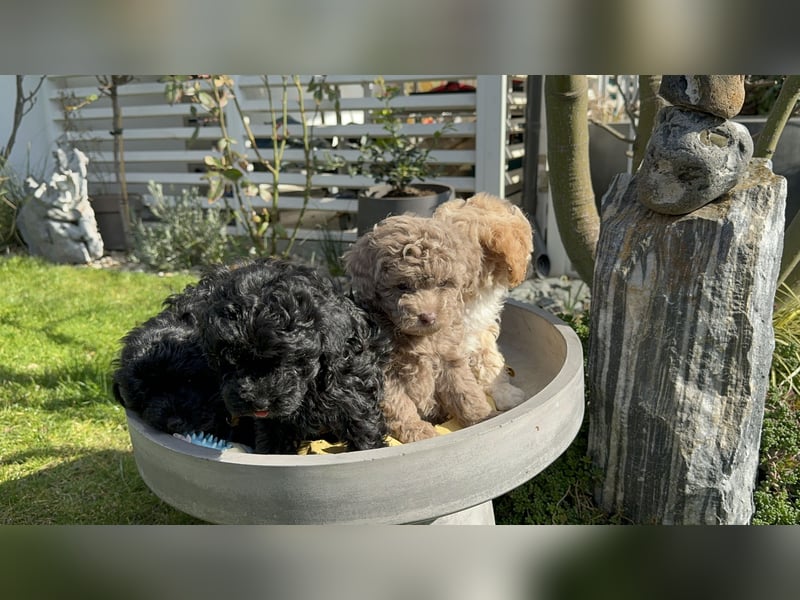 Rüde Pudel Welpen - Male Poodle Puppy