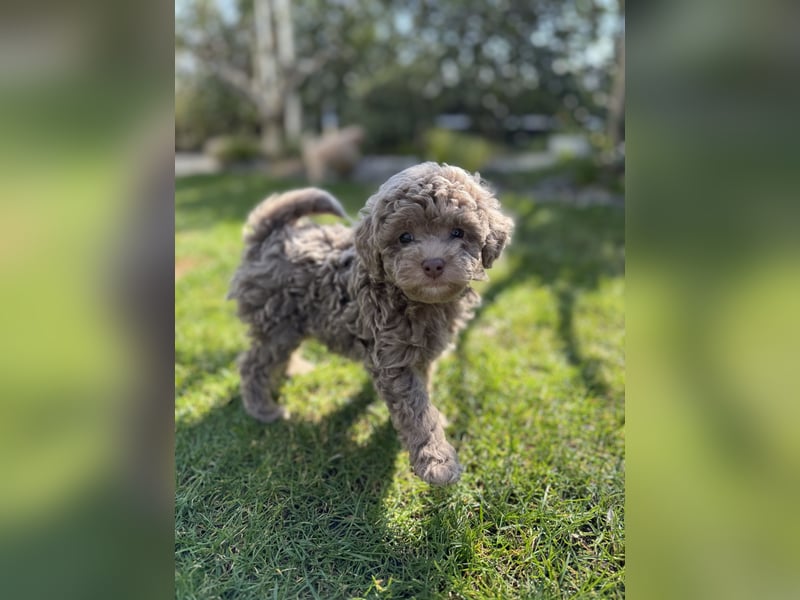 Rüde Pudel Welpen - Male Poodle Puppy