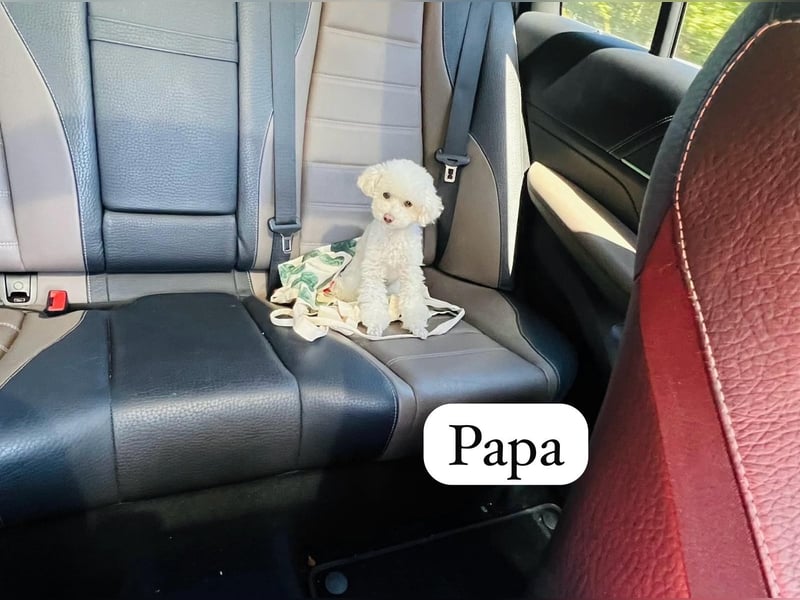 Rüde Pudel Welpen - Male Poodle Puppy