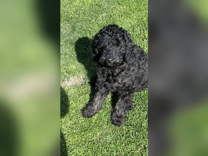 Zuckersüße und bildhübsche schwarze Fellmonste suchen ihr Traumzuhause