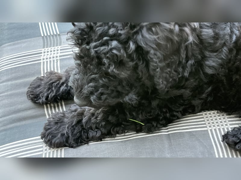 Zwei Kleinpudel welpen sind bereit für ihr neues Zuhause!