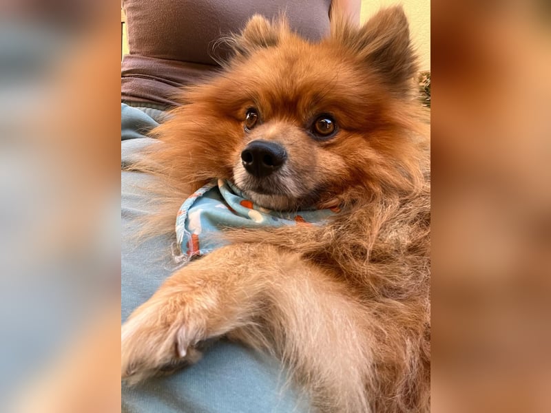 Benny-SR – fröhlicher kleiner Spitzmann sucht ein Zuhause 