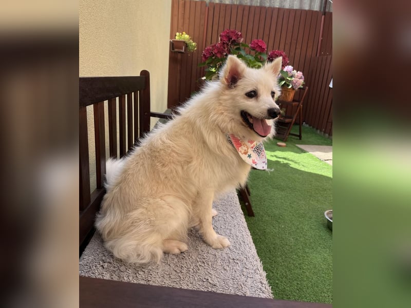 Rosie 2 – Ruhige Spitz-Dame sucht liebevolles Zuhause