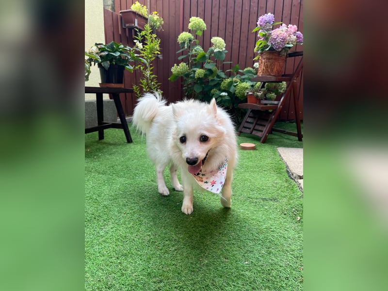 Rosie 2 – Ruhige Spitz-Dame sucht liebevolles Zuhause