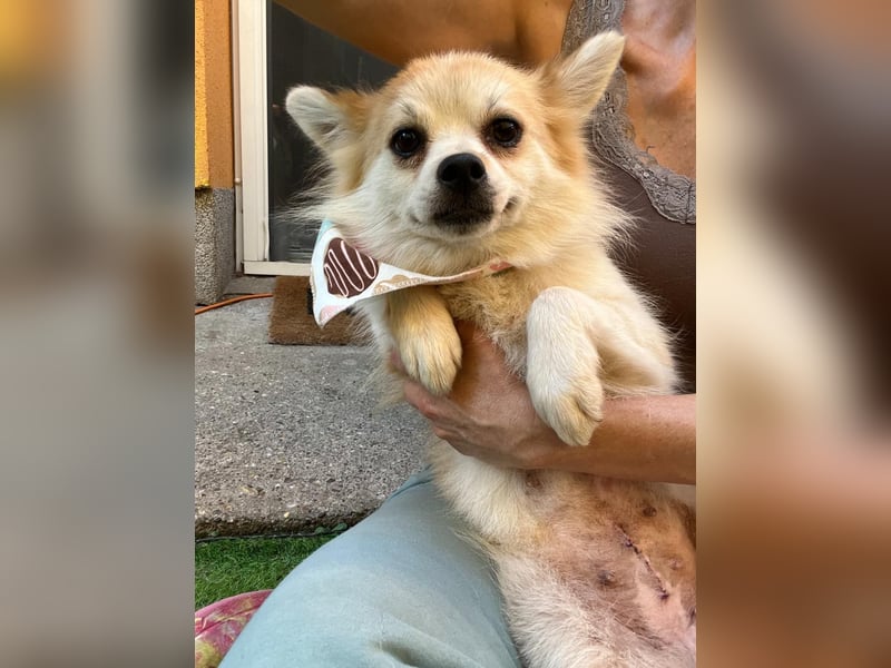 Elsie-SR – kleine Spitzdame mit großem Herz sucht Geborgenheit 