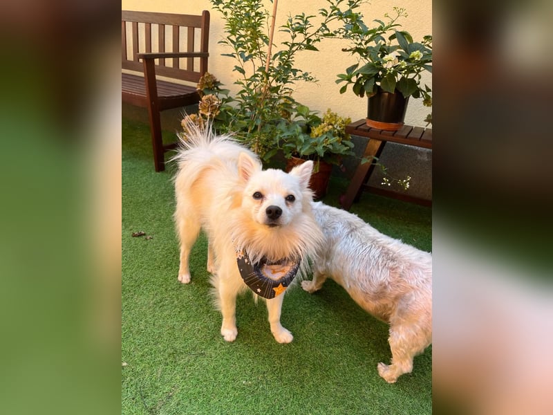 Fröhlicher Jeremy sucht seine Menschen fürs Leben Fröhlicher Jeremy sucht seine Menschen fürs Leben