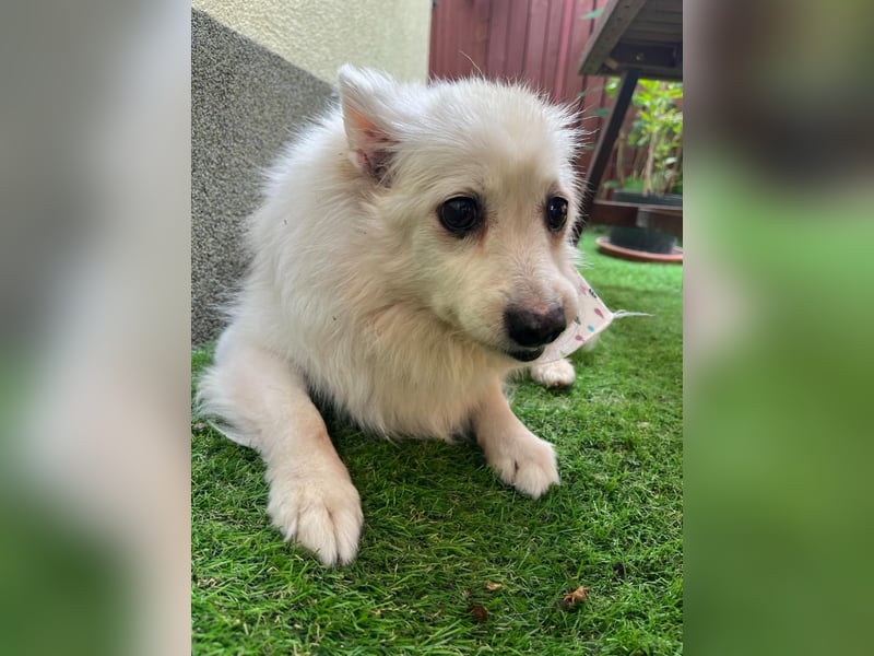 Rosie 2 – Ruhige Spitz-Dame sucht liebevolles Zuhause