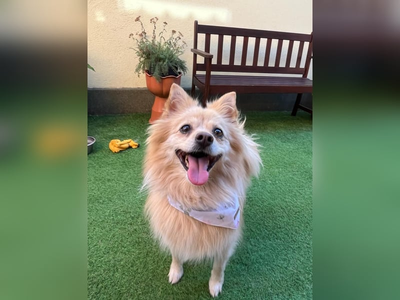 Verspielte Luna-SR sucht ihr Für-immer-Zuhause  Verspielte Luna-SR sucht ihr Für-immer-Zuhause