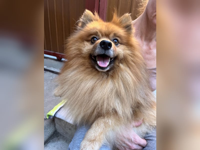 Benny-SR – fröhlicher kleiner Spitzmann sucht ein Zuhause 