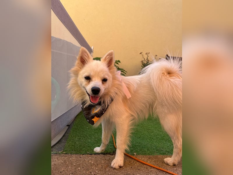 Fröhlicher Jeremy sucht seine Menschen fürs Leben Fröhlicher Jeremy sucht seine Menschen fürs Leben