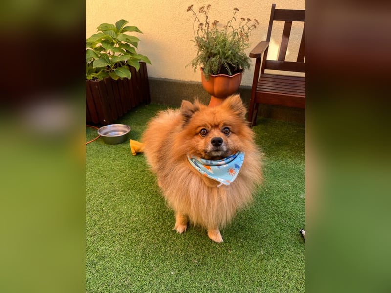 Benny-SR – fröhlicher kleiner Spitzmann sucht ein Zuhause 