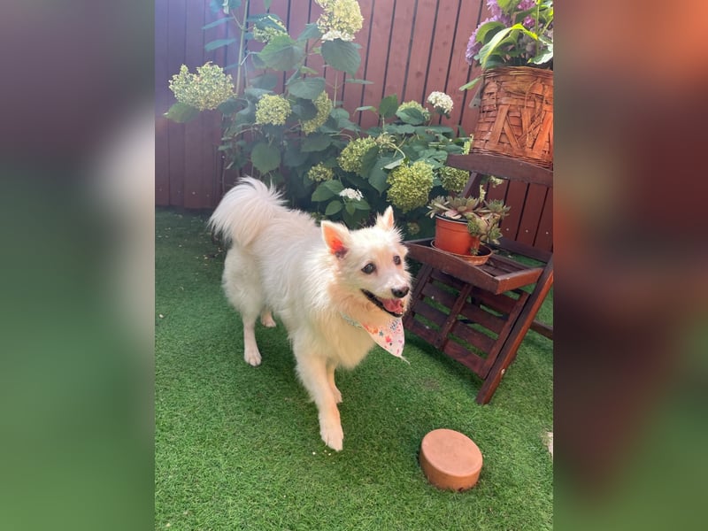 Rosie 2 – Ruhige Spitz-Dame sucht liebevolles Zuhause