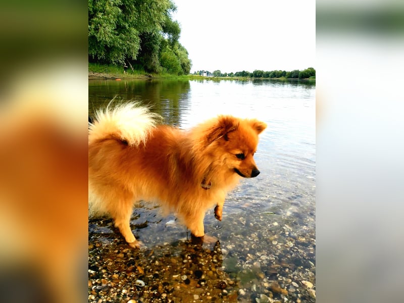 Zweijähriger Kleinspitzrüde