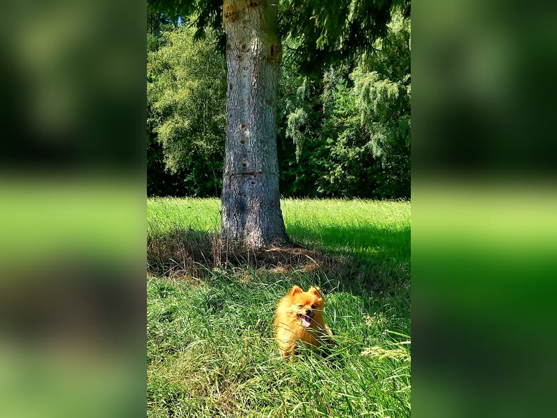 Zweijähriger Kleinspitzrüde