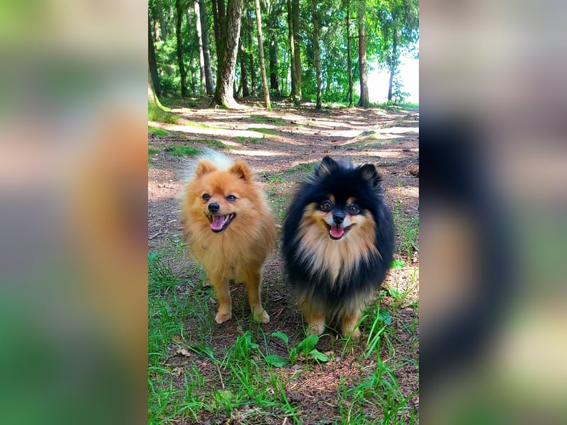 Zweijähriger Kleinspitzrüde