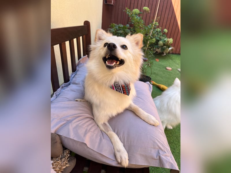 Nala, sehr liebe und soziale Spitzdame, geb. 03/2024