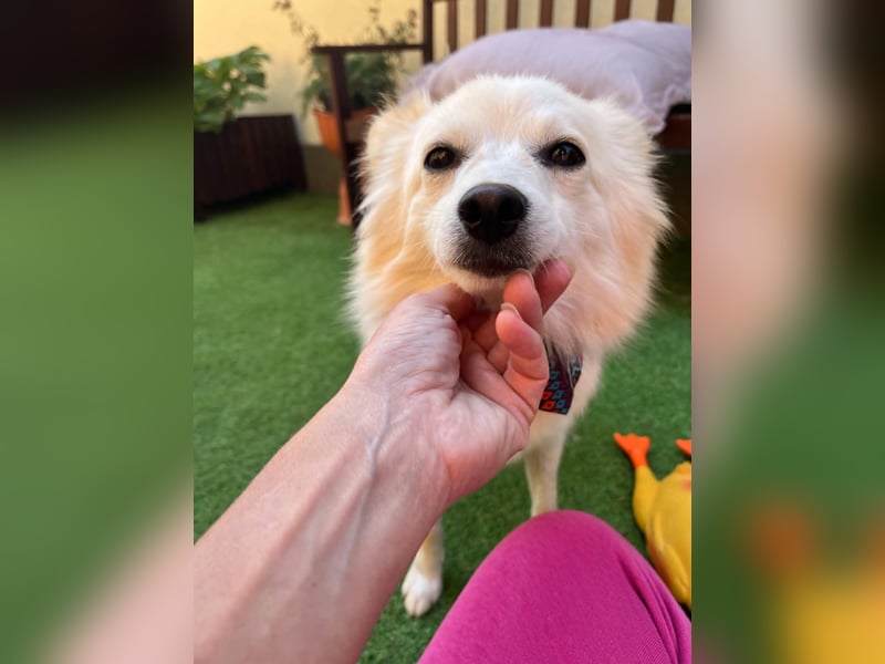 Nala, sehr liebe und soziale Spitzdame, geb. 03/2024