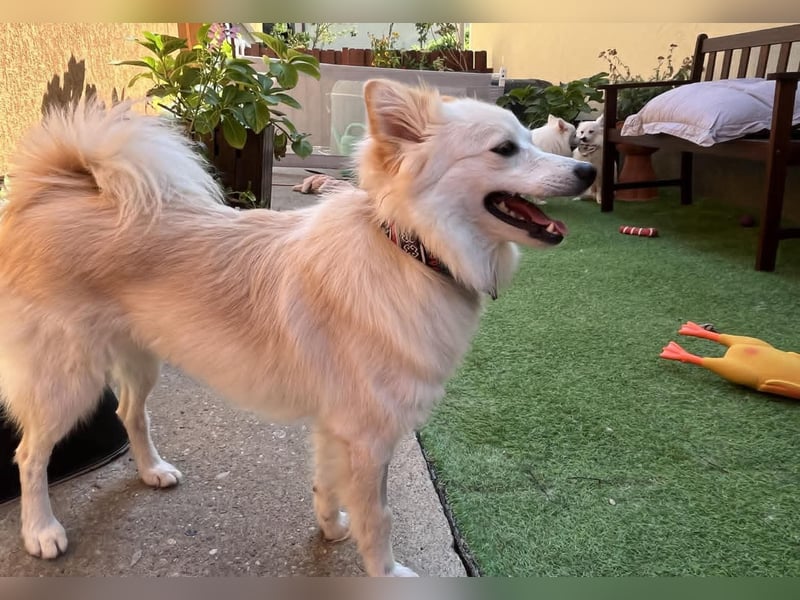 Nala, sehr liebe und soziale Spitzdame, geb. 03/2024