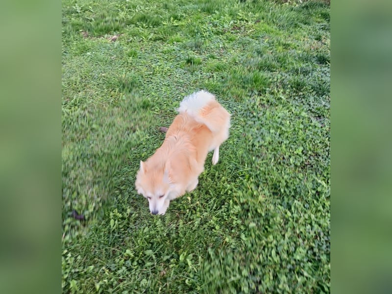 Wanda, süßes Kleinspitzmädchen geb.2025