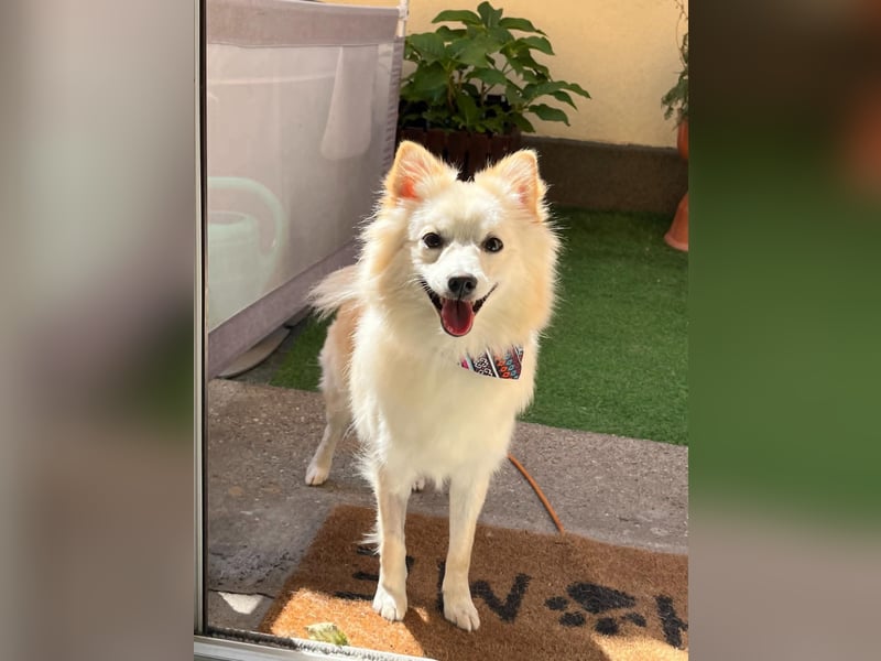 Nala, sehr liebe und soziale Spitzdame, geb. 03/2024