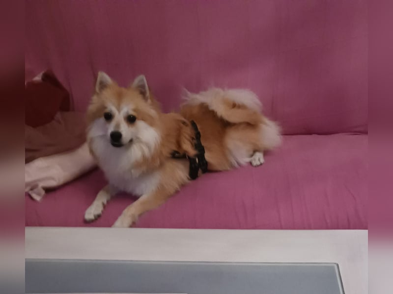 Wanda, süßes Kleinspitzmädchen geb.2025