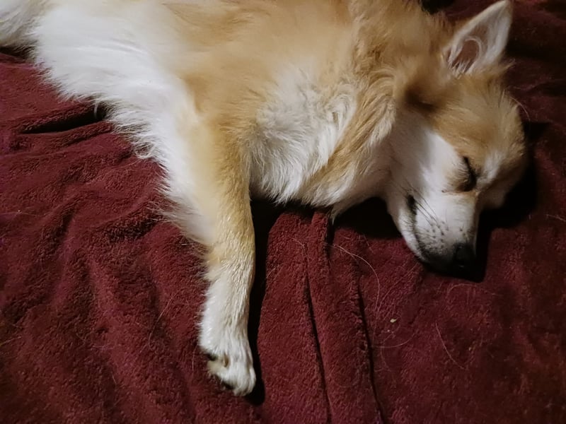 Wanda, süßes Kleinspitzmädchen geb.2025